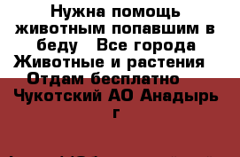 Нужна помощь животным попавшим в беду - Все города Животные и растения » Отдам бесплатно   . Чукотский АО,Анадырь г.